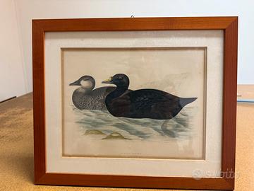 Stampe artistiche colorate antiche di B. Fawcett