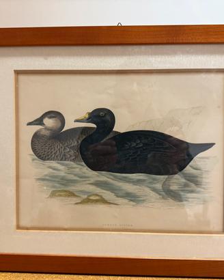 Stampe artistiche colorate antiche di B. Fawcett
