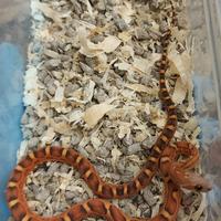 Serpente del grano scaleless