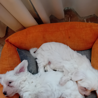 Cuccioli di maltese