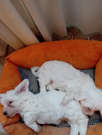 Cuccioli di maltese