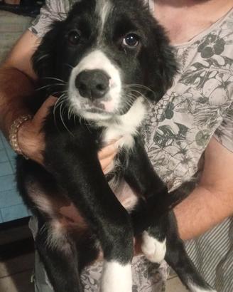 Cucciole di 3 mesi vogliono una famiglia