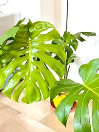 Monstera Deliciosa