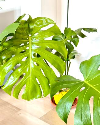 Monstera Deliciosa