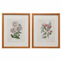 Coppia di stampe floreali - anni 50/60