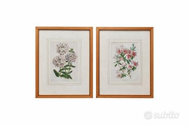 Coppia di stampe floreali - anni 50/60