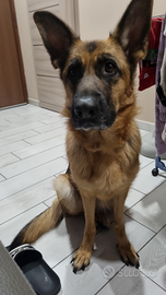 Pastore tedesco con pedigree