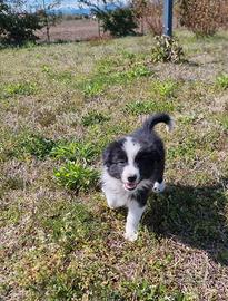 Cuccioli di border collie