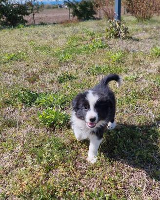 Cuccioli di border collie