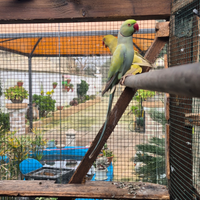Parrochetto dal collare