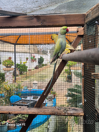 Parrochetto dal collare