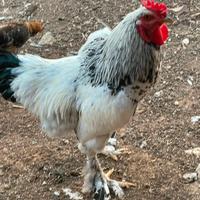 Gallo brahma