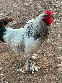 Gallo brahma