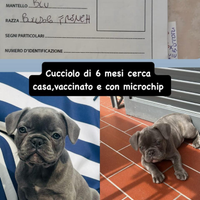 Bulldog francese 7 meei