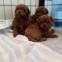 Barboncini mini mini Toy da borsetta 3 mesi