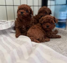 Barboncini mini mini Toy da borsetta 3 mesi