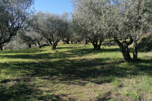 Terreno con Uliveto