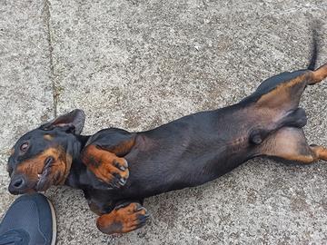 Cucciolone di bassotto nero focato