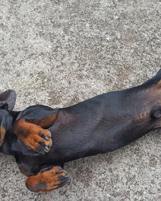Cucciolone di bassotto nero focato