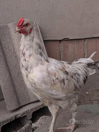 Galletto Easter Egger Splash