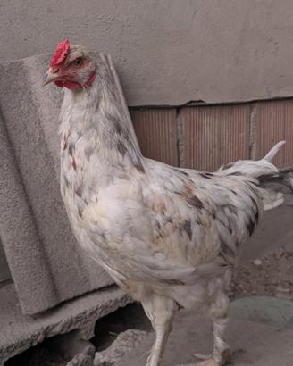 Galletto Easter Egger Splash