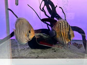 Discus Wild