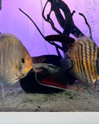 Discus Wild