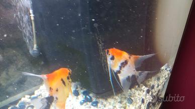 Scalari red devil adulti di 1 anno