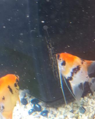 Scalari red devil adulti di 1 anno