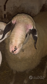 Pecora maschio ARR/ARR tingola