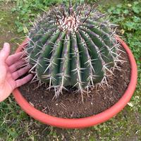 ECHINOCACTUS iNGENS