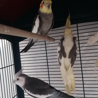 Pappagalli calopsite