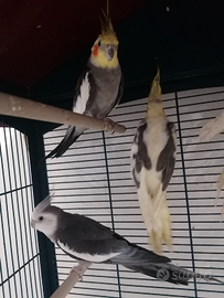 Pappagalli calopsite