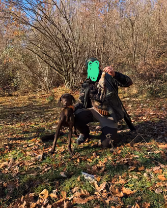 Cane da caccia bracco tedesco