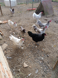 Galli Australorp