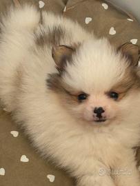 Spitz toy linea americana