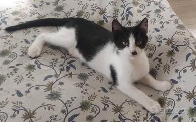 Tux gattino