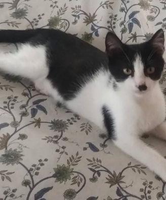 Tux gattino