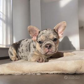 Cucciolo bulldog francese merle' e Tan