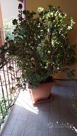albero di giada 