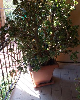 albero di giada 