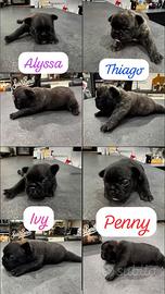 Cuccioli di bouledogue francese
