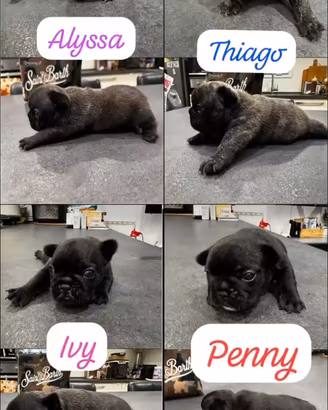 Cuccioli di bouledogue francese