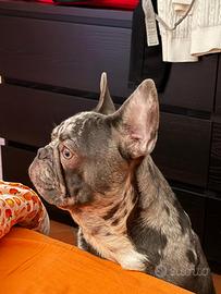 Bull dog francese