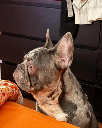 Bull dog francese
