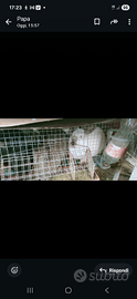 Animali