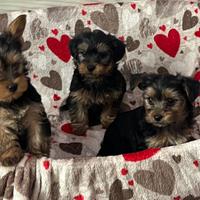 Cuccioli pura razza Yorkshire su prenotazione
