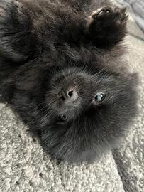 Spitz nano di Pomerania