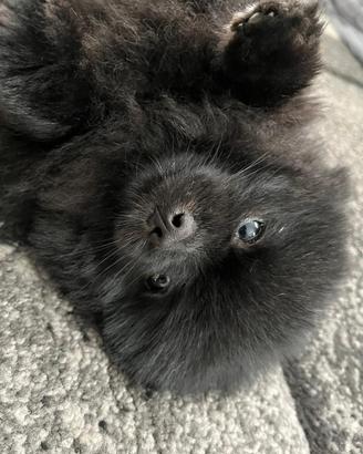 Spitz nano di Pomerania