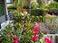 Immagine 26